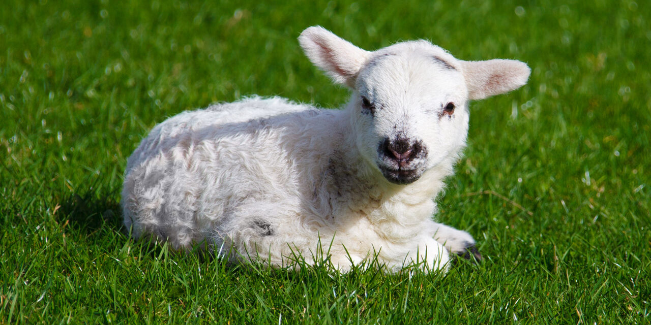 Mielul de Paste: il punem sau nu pe masa?