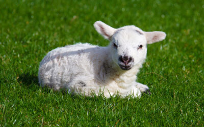 Mielul de Paste: il punem sau nu pe masa?