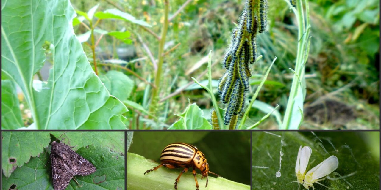 Cum sa tii insectele departe de plante si sa le imbunatatiti cresterea acestora?