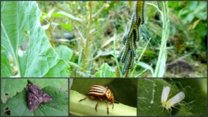 Cum sa tii insectele departe de plante si sa le imbunatatiti cresterea acestora?