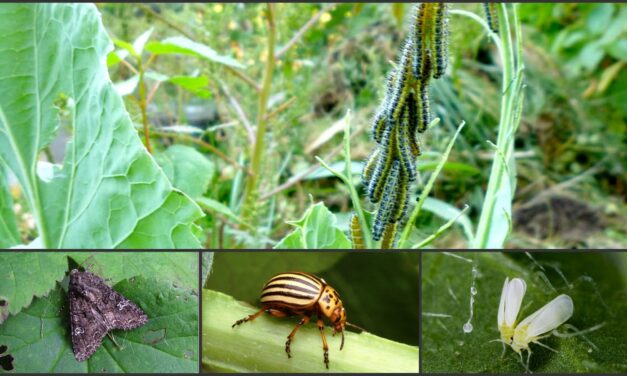 Cum sa tii insectele departe de plante si sa le imbunatatiti cresterea acestora?
