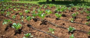 Sistem de irigare prin picurare: ce este si cum se instaleaza