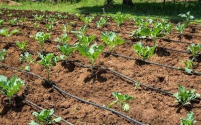 Sistem de irigare prin picurare: ce este si cum se instaleaza