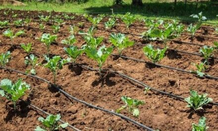 Sistem de irigare prin picurare: ce este si cum se instaleaza