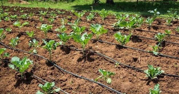 Sistem de irigare prin picurare: ce este si cum se instaleaza