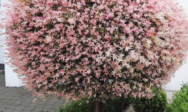 Amenajarea peisajului cu salcia japoneză – Hakuro Nishiki