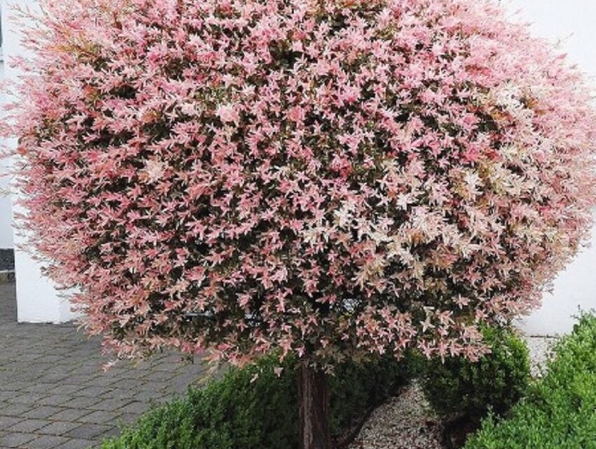 Amenajarea peisajului cu salcia japoneză – Hakuro Nishiki