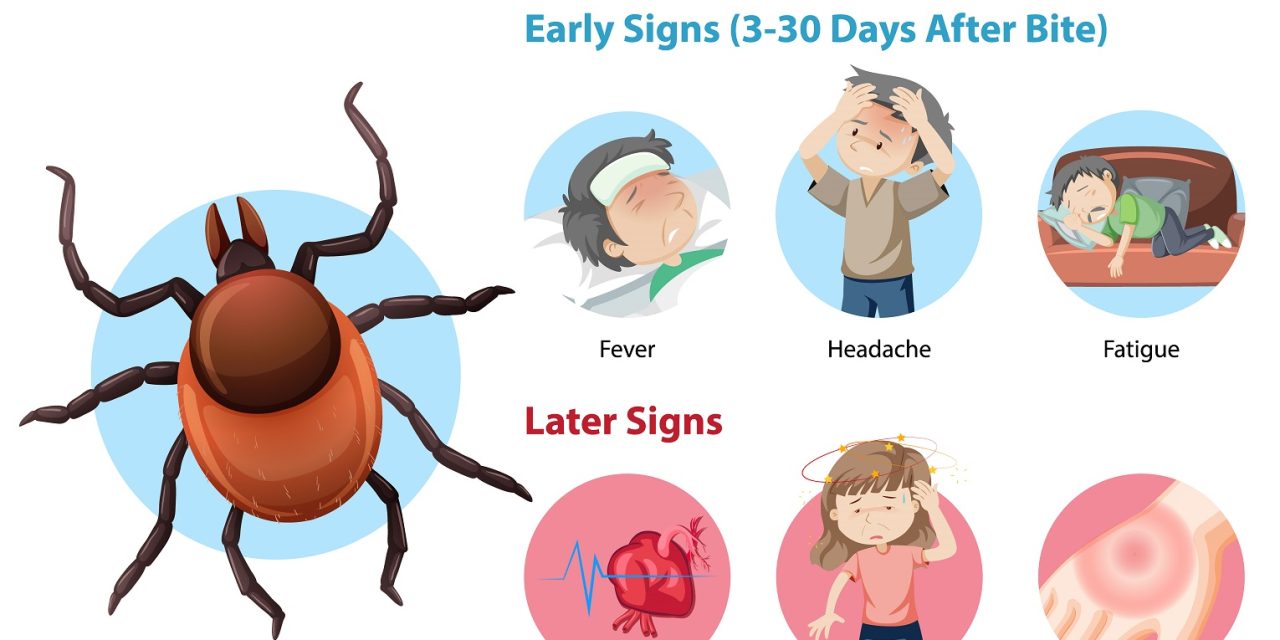Boala Lyme: Ghidul complet pentru recunoaștere, tratament și prevenție